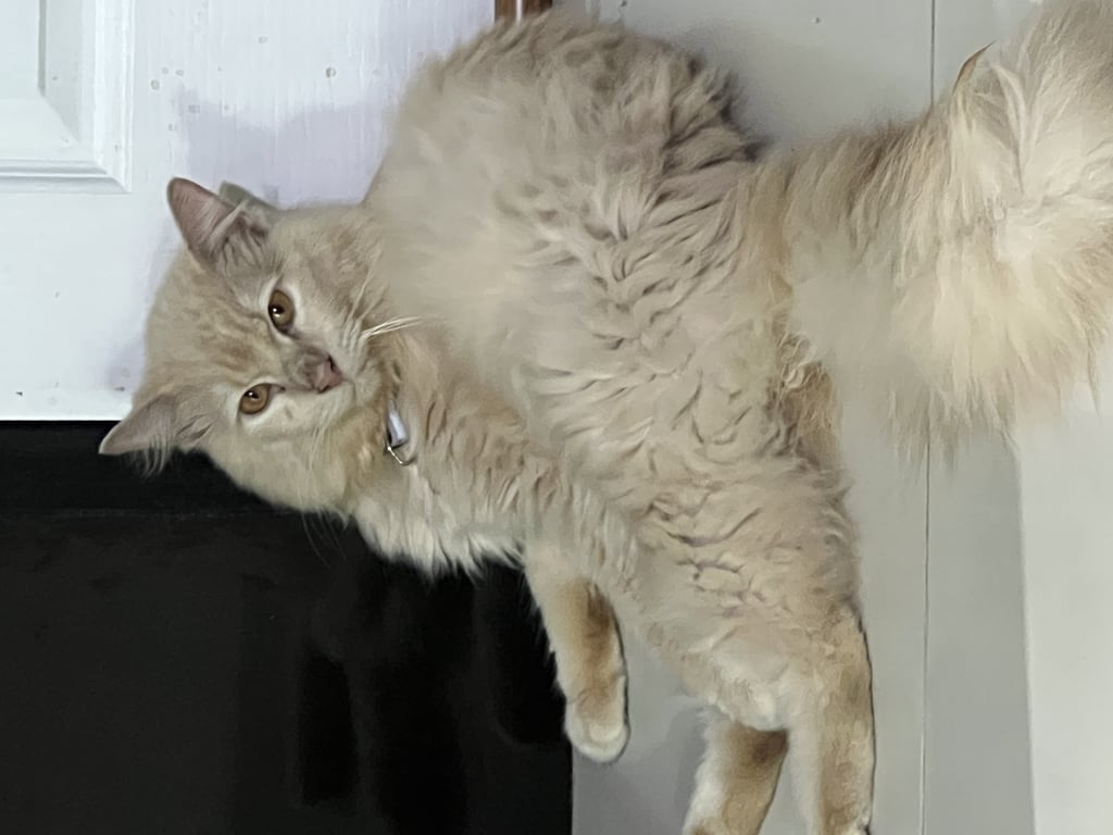 ตามหาเจ้าของแมว น้องนิสัยดีค่ะ ติดซน ชอบเล่น ไม่แน่ใจอายุ 
แต่น่าจะยังเด็ก ตรวจสุขภาพ ตรวจเลือด  ทุกอย่างปกติ 
สุขภาพแข็งแรง ทำหมันให้แล้วค่ะ
น้องติดคน และขี้อ้อนค่ะ