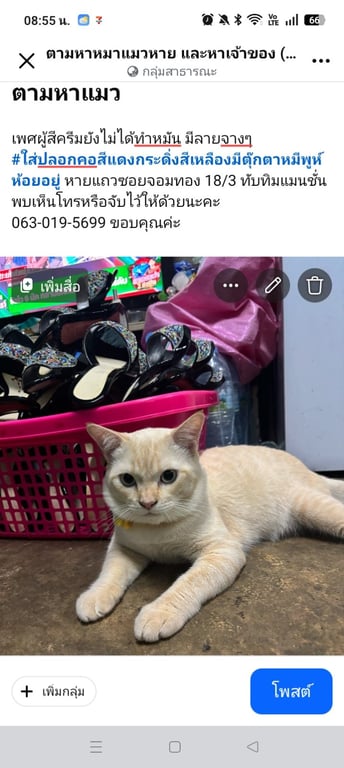 ชามู