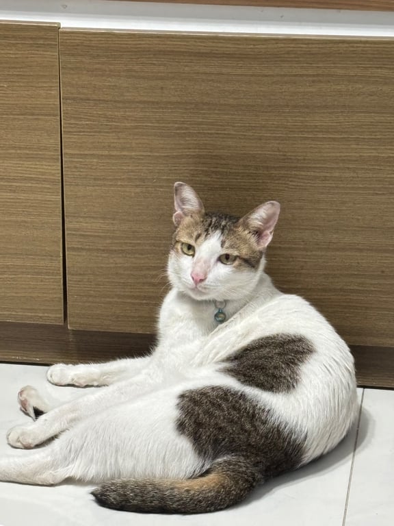 น้องบ่าว