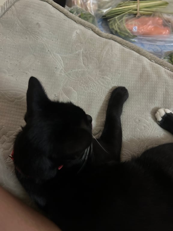 เฉาก๊วย