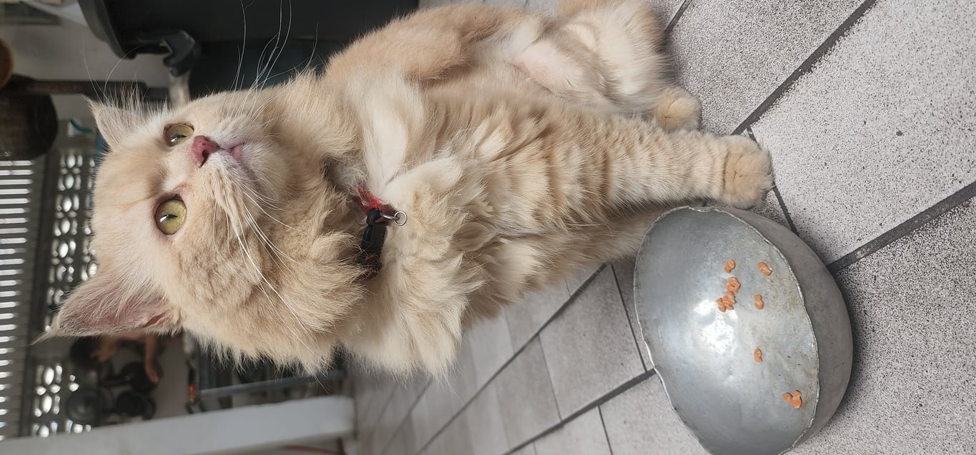 ตามหาเจ้าของแมว 