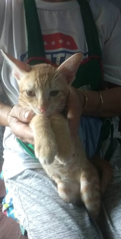 ตามหาเจ้าของแมว 2เดือน เพศผู้2ตัว ส้ม1 ขาว-ส้ม1เพศเมีย1 เข้ากระบะทรายได้กินอาหารแมวเด็กเป็น แม่น้องมาคลอดทิ้งไว้ เจ้าของบ้านไม่สามารถดูแลได้เพราะเลี้ยงหมา 11 ตัว