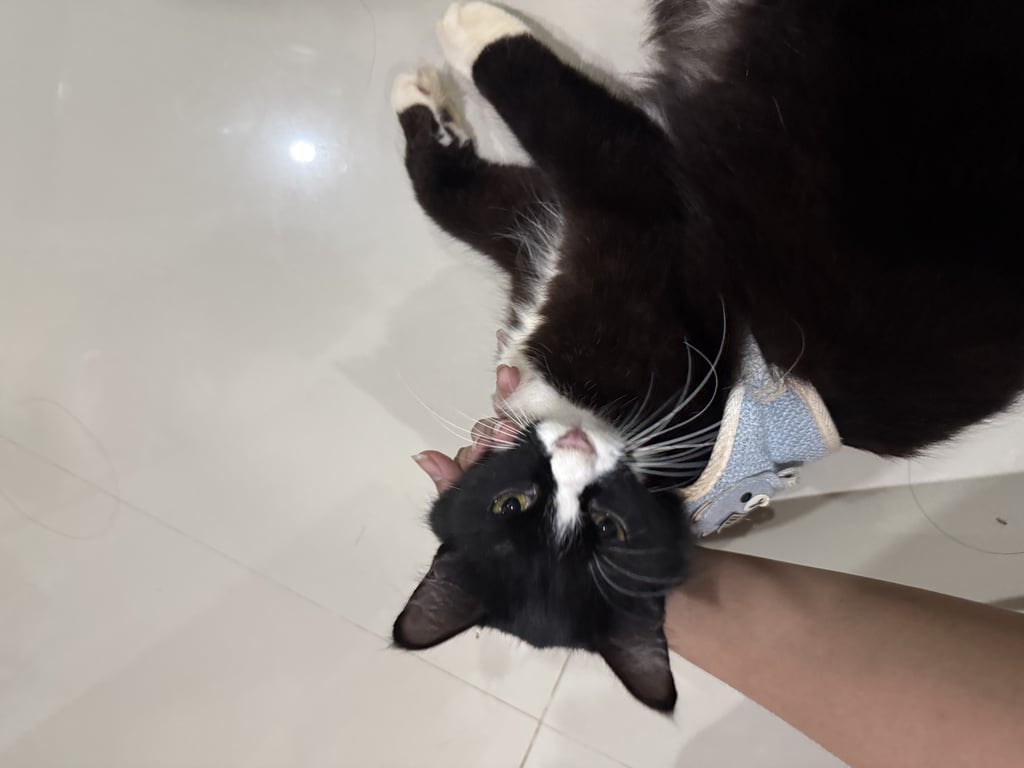 ตามหาเจ้าของแมว เมื่อเสื้อสายจูงแต่สายหายเหลือแต่เสื้อสีฟ้า