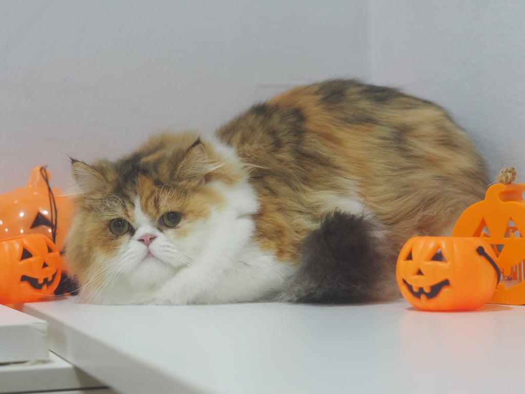 น้องชานม