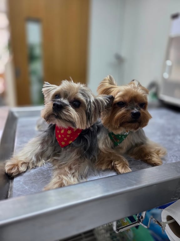 โยธิน เพ็ท คลินิก (Yothin Pet Clinic)