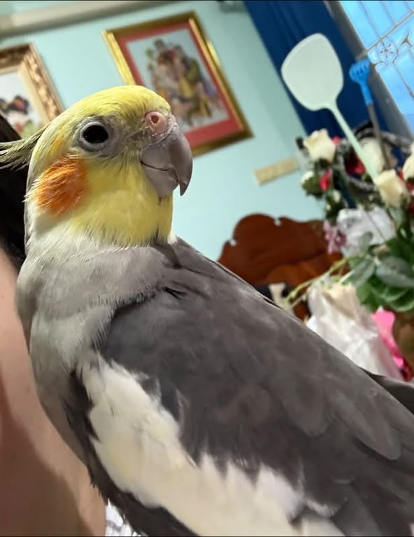 เพ่ย