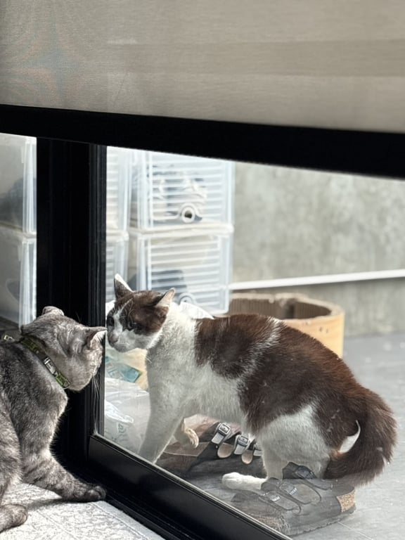 ตามหาเจ้าของแมว น้องตัวสีขาวปนน้ำตาล เชื่องมาก ตอนแรกมีปลอกคอค่ะ