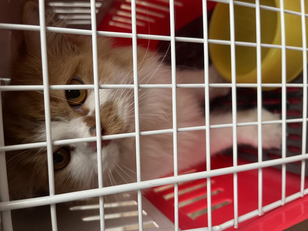 ตามหาเจ้าของแมว น้องแมวเชื่อง  ตัดเล็บมา  ไม่ใส่ปลอกคอ