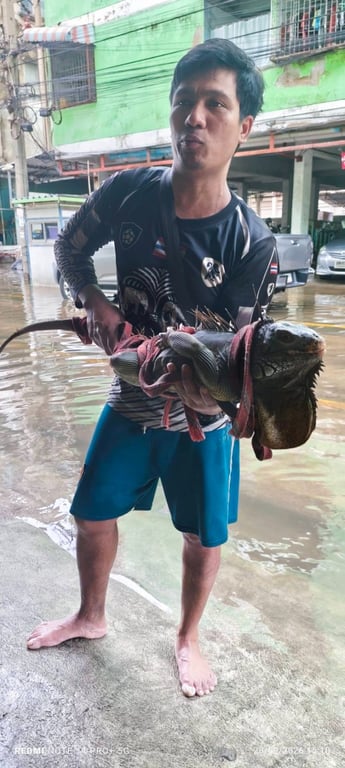 อากัวนา