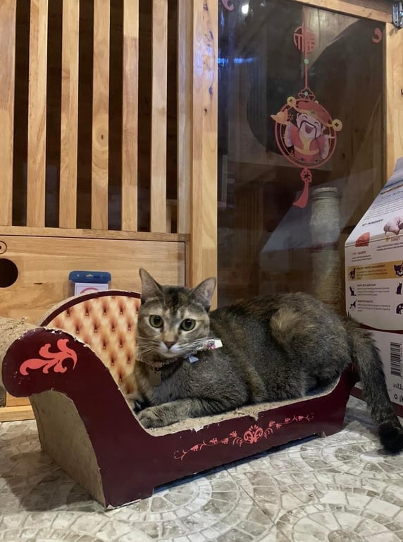 ตามหาเจ้าของแมว น้องเป็นแมวจร ที่ต่างชาติรับมาเลี้ยง และเขาก็ตั้งชื่อให้ว่า มายา 
นำมาฝากเลี้ยงไว้ที่เราตั้งแต่ช่วงโควิด จนตอนนี้เจ้าของเดิมก็ไม่มารับกลับ ทางร้านเราทำการอุปการะไว้อยู่ชั่วคราว เพื่อหาบ้านใหม่ที่อบอุ่น
น้องนิสัยขี้กลัว กินไม่ยาก อายุประมาณ 2-3 ปี ทำหมันแล้ว
ทำวัคซีนกับปศุสัตว์ ไม่มีหมัด