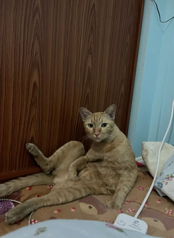 ถุงทอง