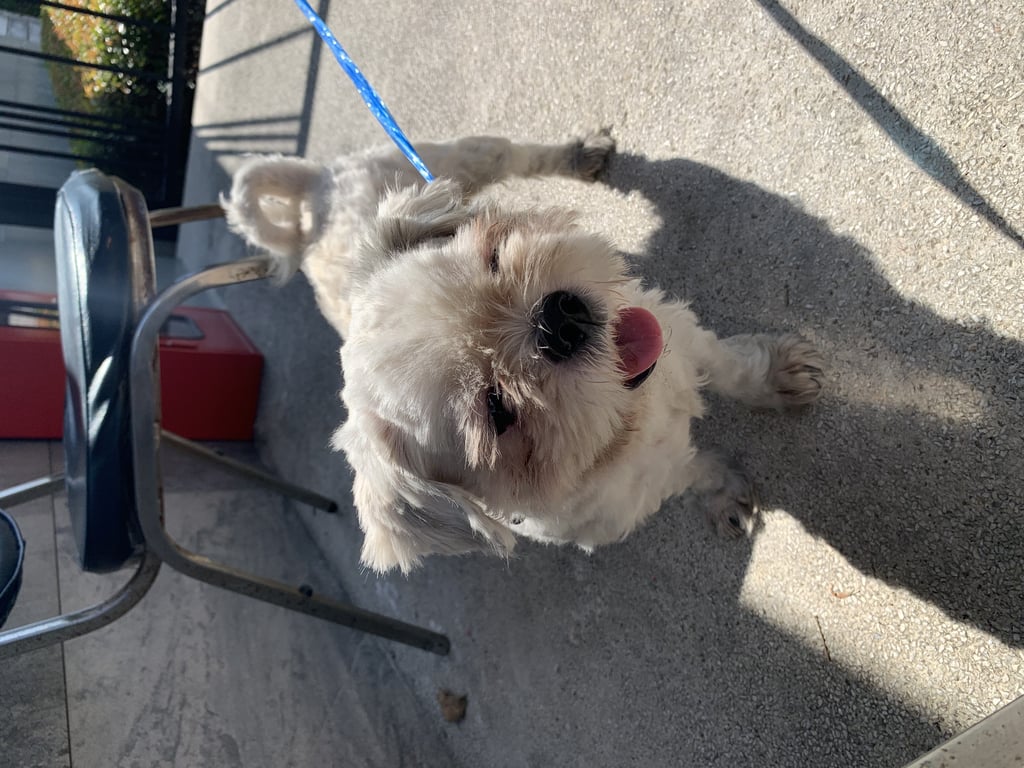 ตามหาเจ้าของหมา 