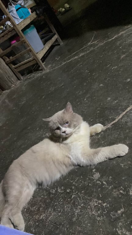 โอเว่น