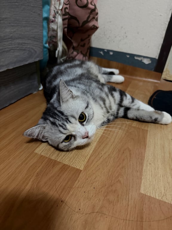 โซกุล
