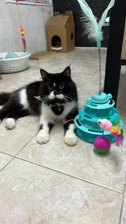 ตามหาเจ้าของแมว ลักษณะนิสัย ขี้อ้อน ติดคน สีดำขาว