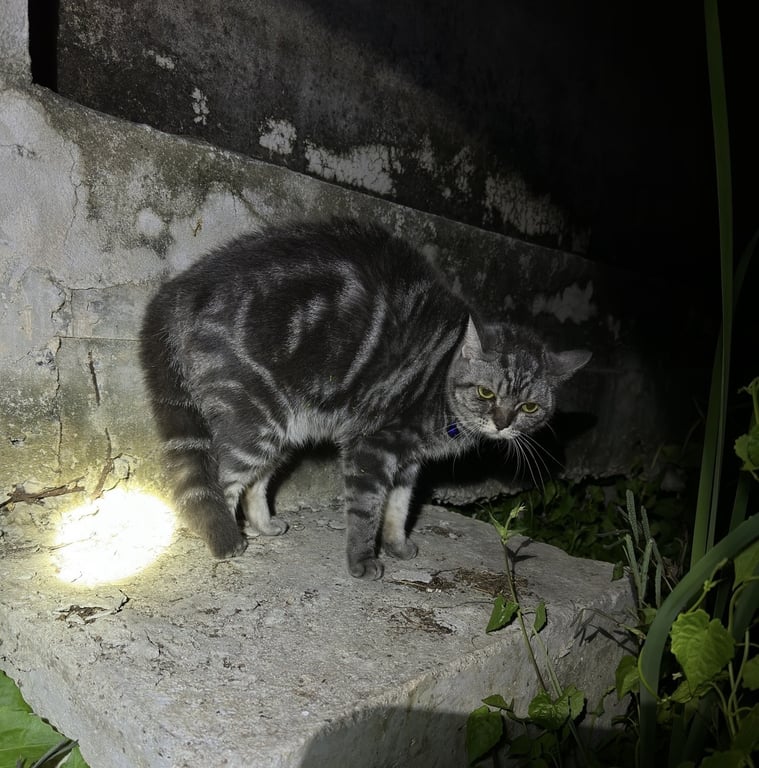 ตามหาเจ้าของแมว 