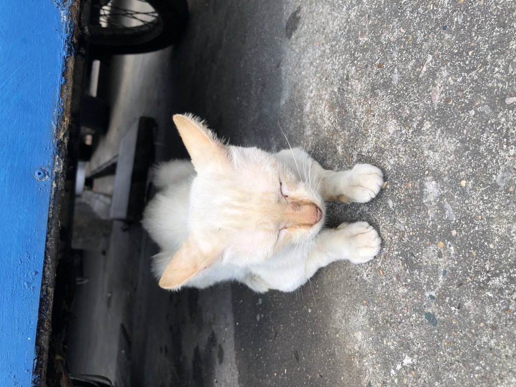 ตามหาเจ้าของแมว ตาสีฟ้าอ่อน