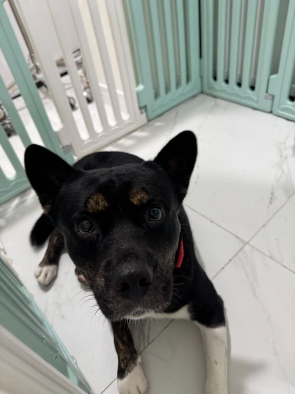 ตามหาเจ้าของหมา ตัวสีดำ มีคิ้วน้ำตาล