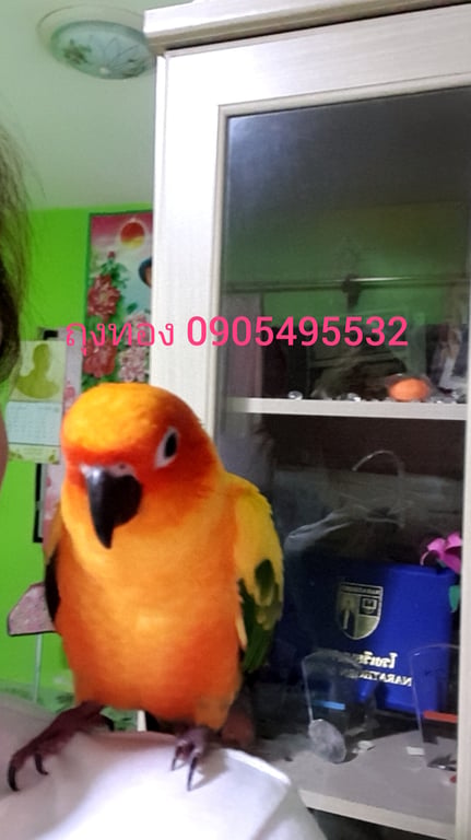ถุงทอง