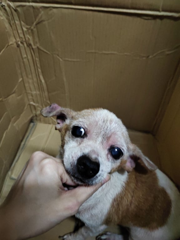 ตามหาเจ้าของหมา หมาตัวเล็ก หูกาง สีน้ำตาลขาว ดูมึนๆ ไม่ดุ