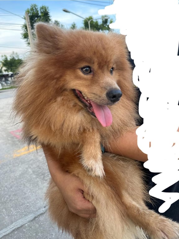 ตามหาเจ้าของหมา น้องน่าจะพลัดหลงกับเจ้าของค่ะ วิ่งไปทั่วเลยและดูท่าทางตื่นกลัวคนแปลกหน้า ดูเหนื่อยอิดโรยแต่ยังยอมให้จับค่ะ