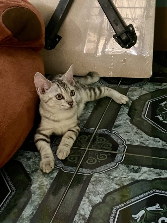 Leo