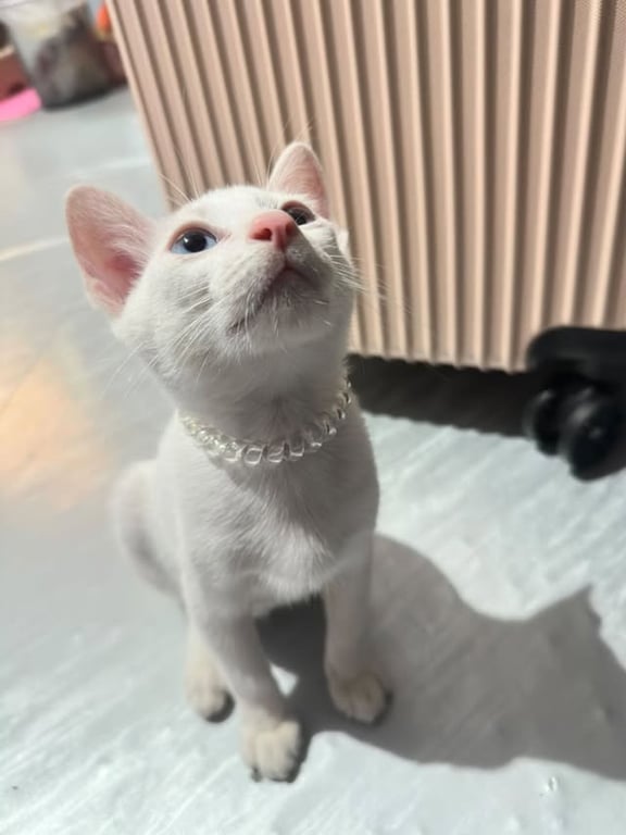 ลูน่า
