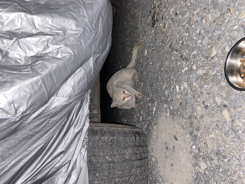 ตามหาเจ้าของแมว 