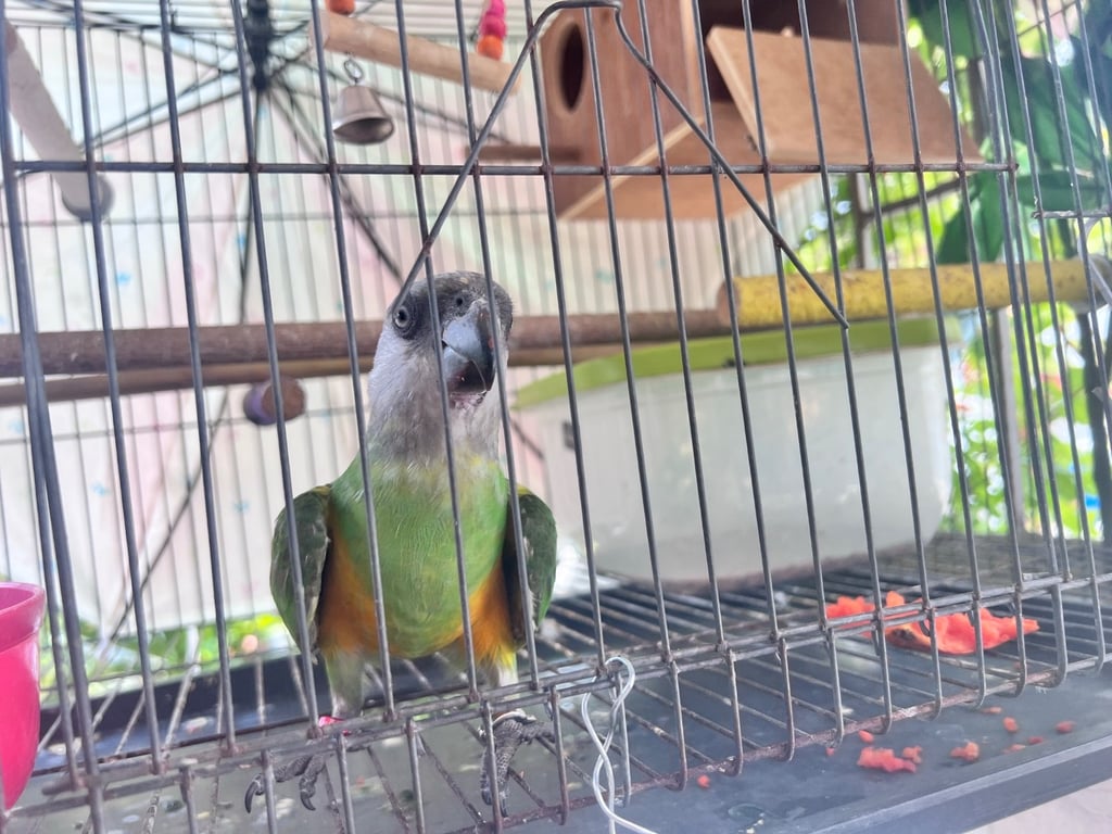 นิกเกิล
