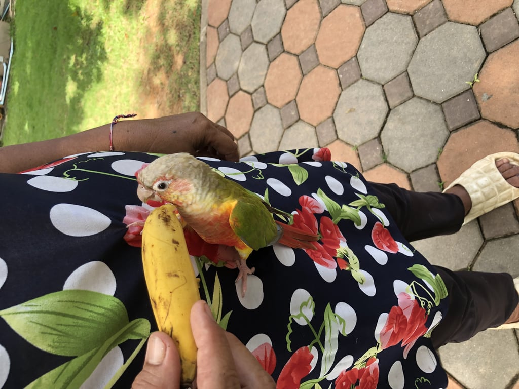 ตามหาเจ้าของนก มีห่วงขาพร้อมรหัส เชื่องคน ไม่ยอมให้จับแต่บินเกาะไหล่