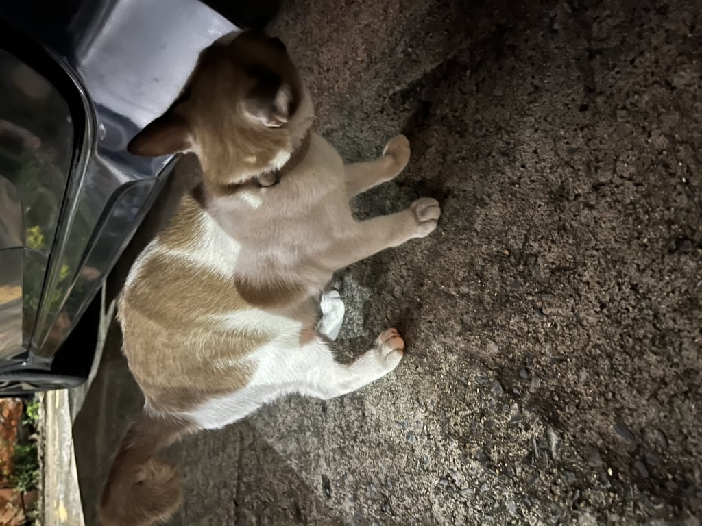 ตามหาเจ้าของแมว หางงอ