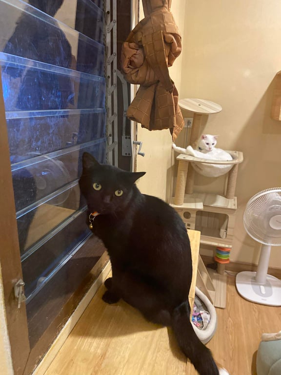 ออนิกส์