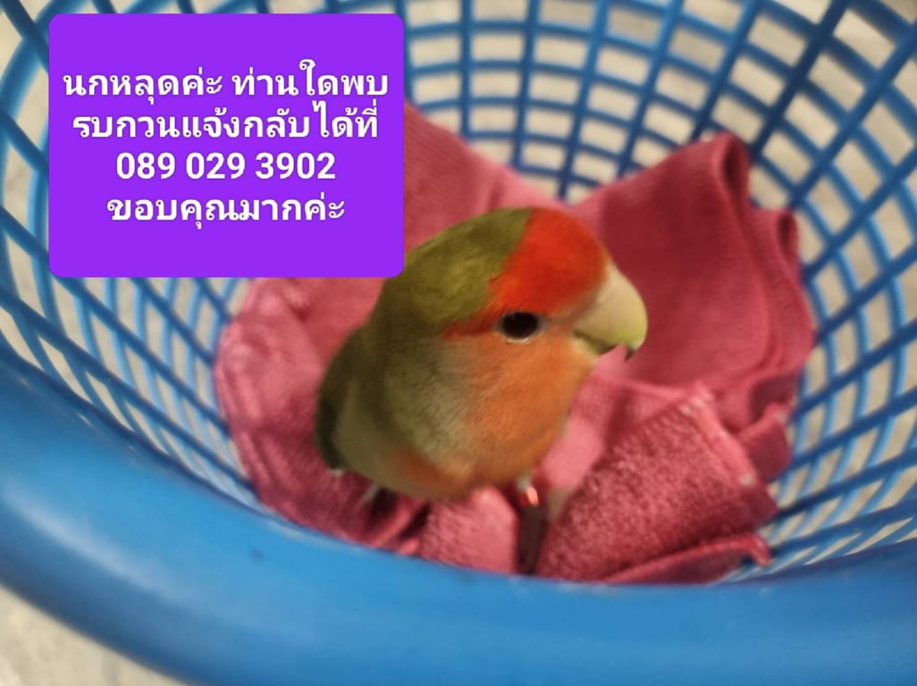 กัส