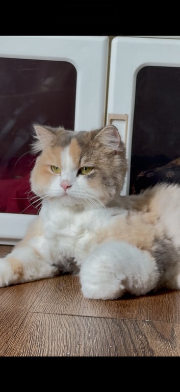 น้องเจลลี่