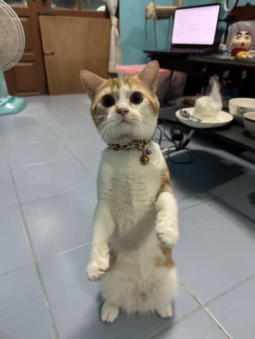 ลูกพลับ