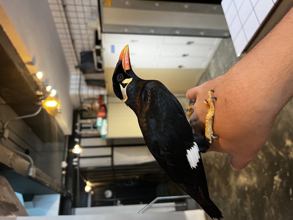 ตามหาเจ้าของนก เชื่อง เข้ากับคนได้