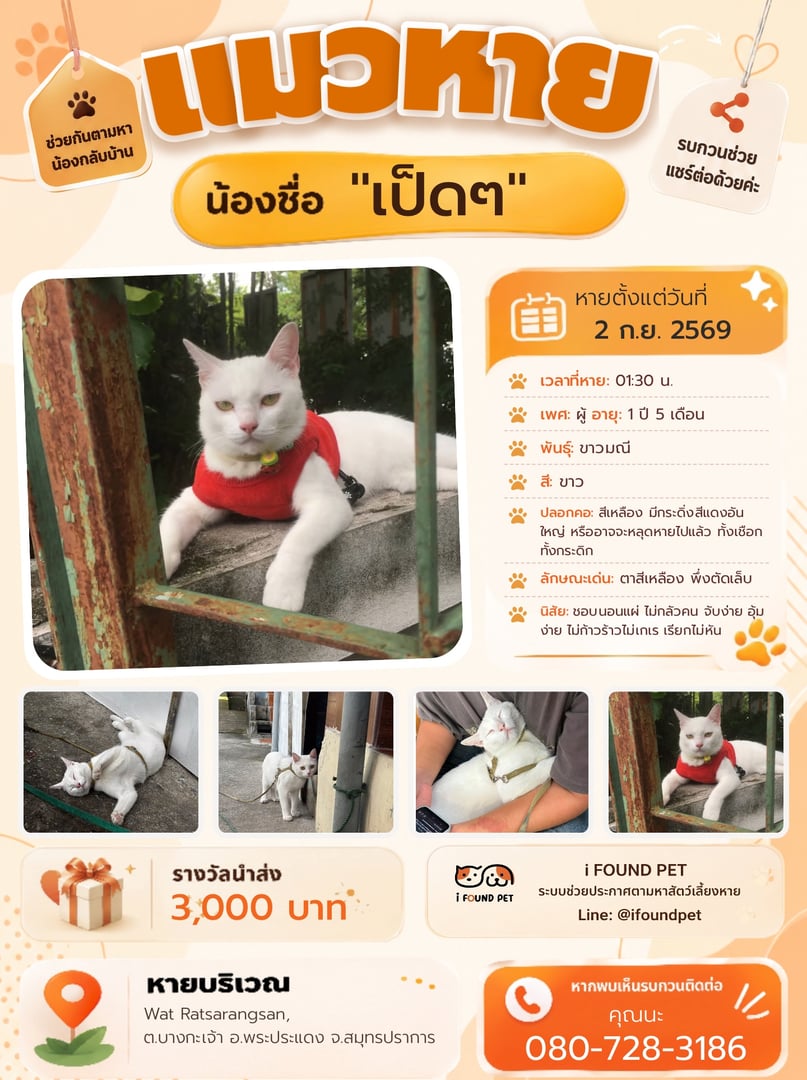 เป็ดๆ