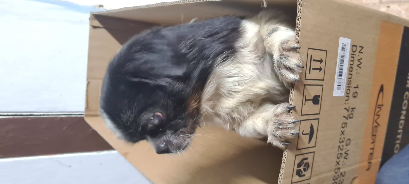 ตามหาเจ้าของหมา ปักกิ่ง ลายขาวดำ ตัวเล็ก ตาแดง