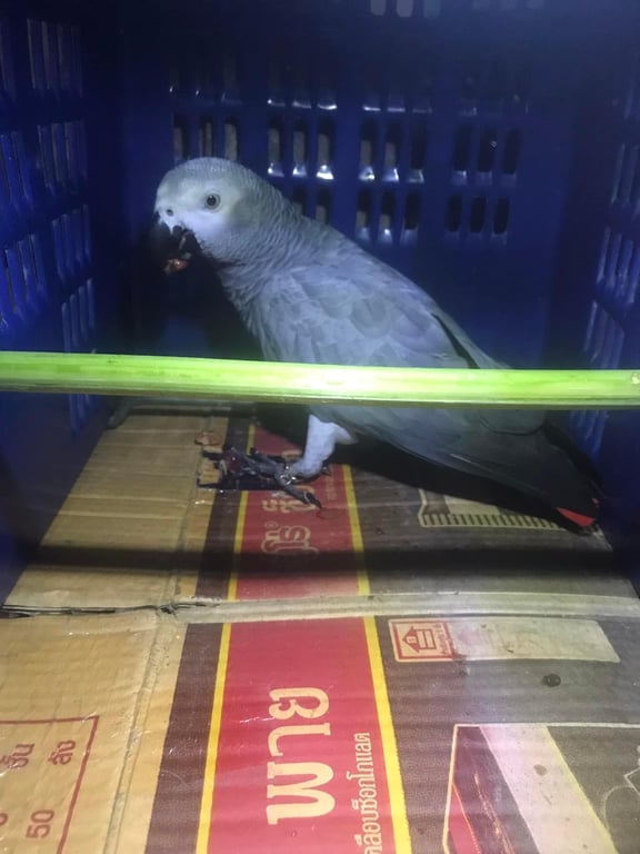 ตามหาเจ้าของนก 