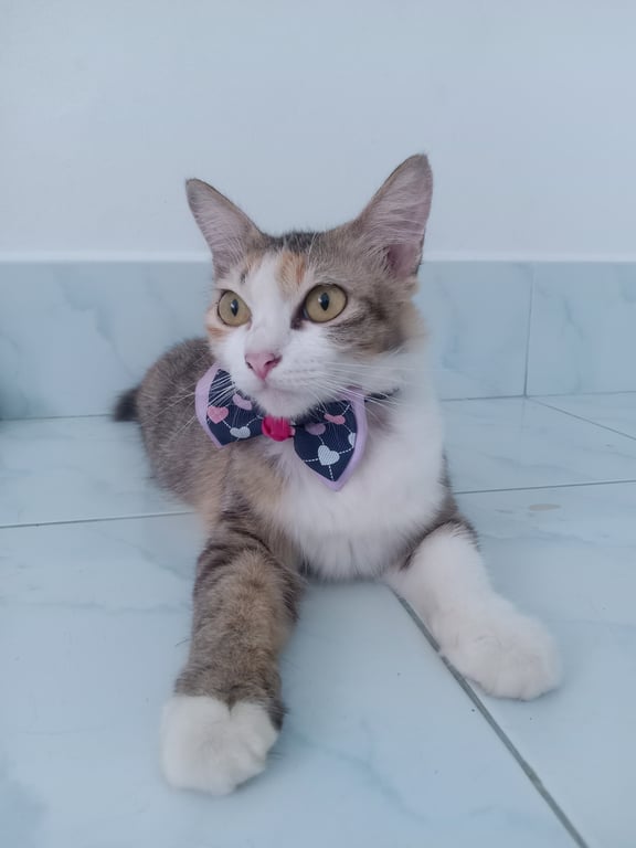 ตามหาเจ้าของแมว 