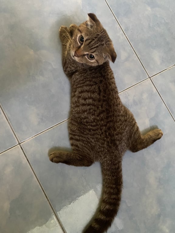 ขนุน