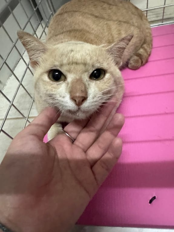 คลินิกหมอเปี้ยวรักษาสัตว์ Dr.Peaw Vet Clinic