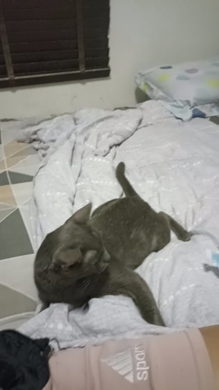 เทาๆ