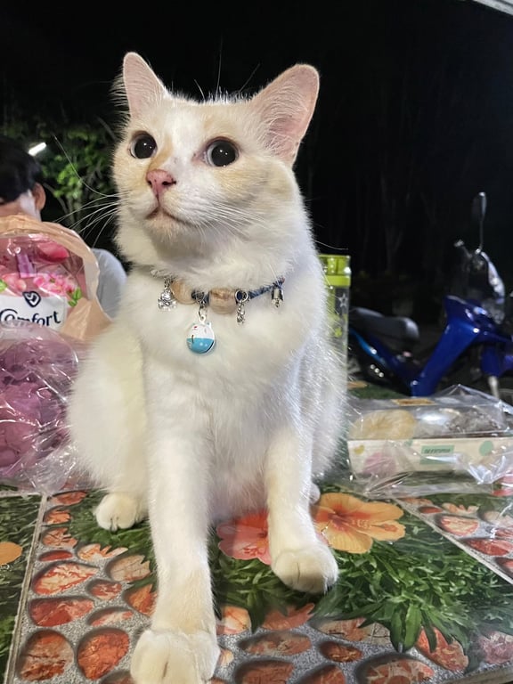 พี่ซูชิ