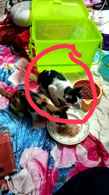น้องชื่อมารัต