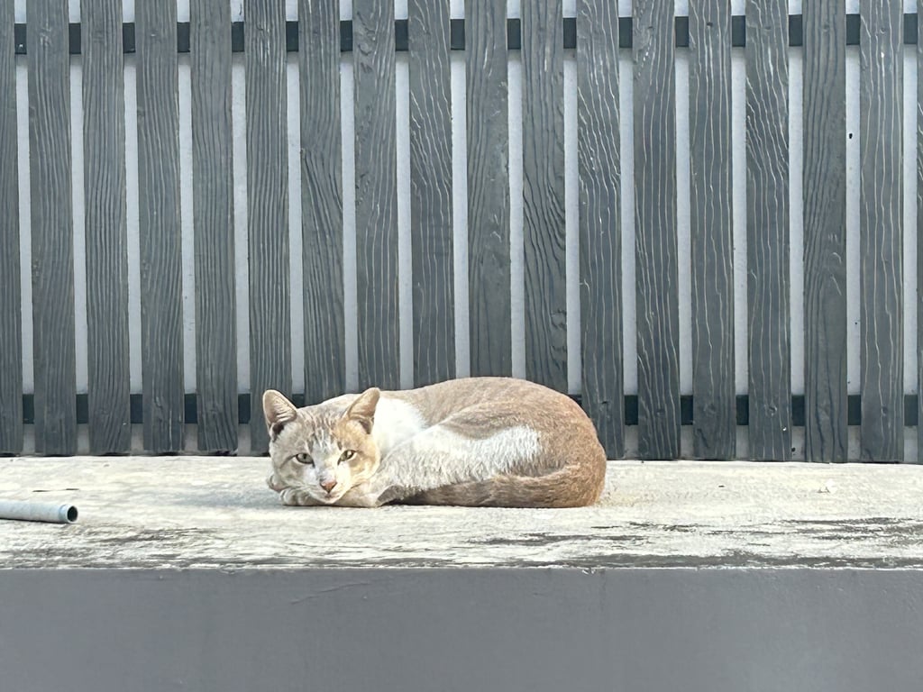 ตามหาเจ้าของแมว มีคลิปน้องค่ะ น้องไม่นิ่ง ดูตกใจ ไม่ให้เข้าใกล้