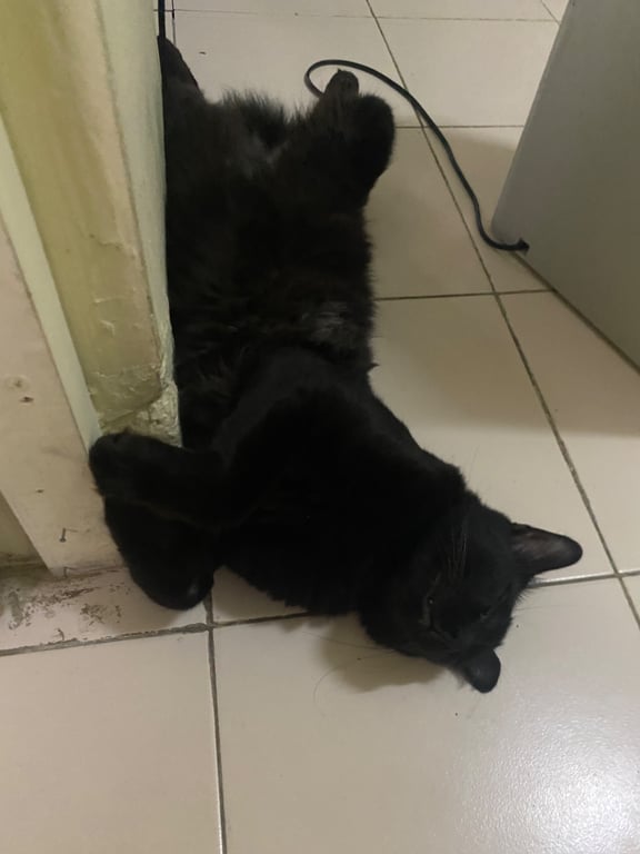 โถถ่าน
