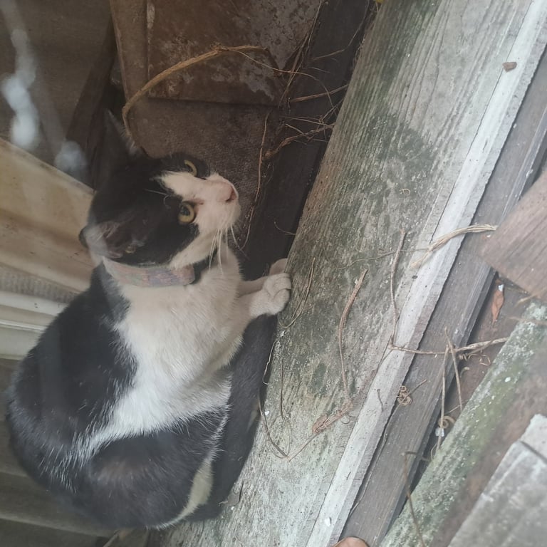 ตามหาเจ้าของแมว น้องมาหลบอยู่แถวๆบ้านค่ะไม่ตื่นคน ขี้กลัวเล็กน้อย ไม่แน่ใจว่าท้องอยู่รึป่าว  เนื้อตัวมอมแมม