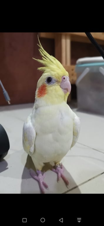 ลูกหนู