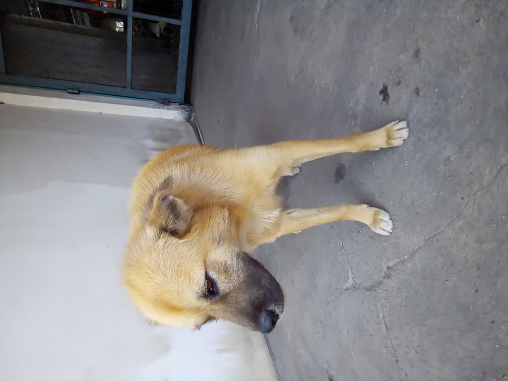 ตามหาเจ้าของหมา หายม้วน  เรียบร้อย  ตาสวย